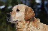 GOLDEN RETRIEVER 807